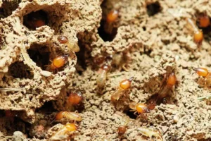 termites on the ground